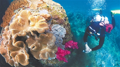 10月5日,百福湾海域,潜水爱好者观察一块礁石上生长的皮革软珊瑚和彩色丁香软珊瑚(艳粉色)。通讯员 尤泠 摄